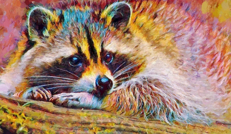 Painted Raccoon