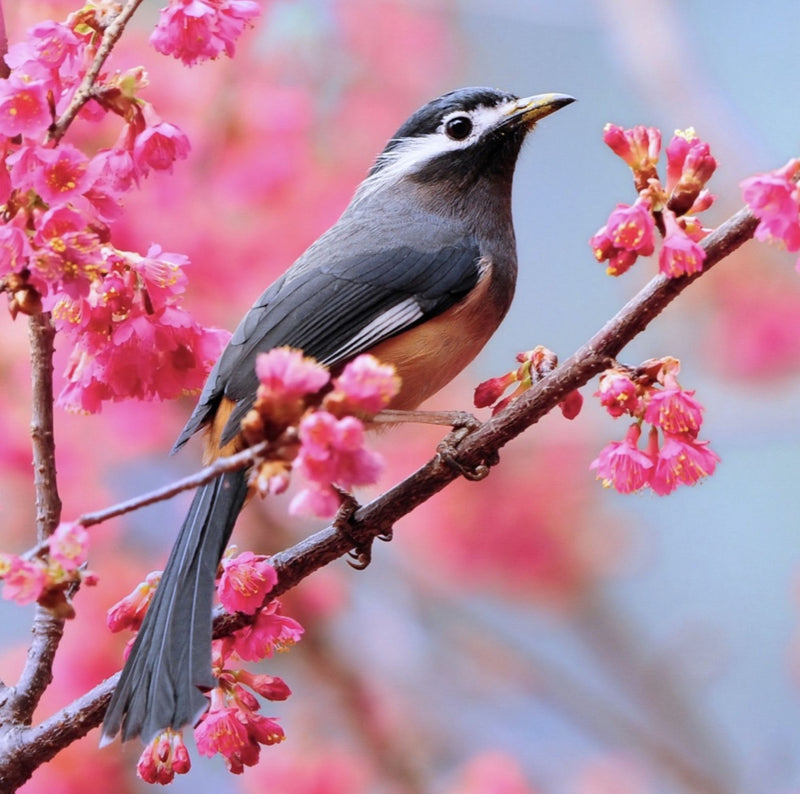 Spring Bird