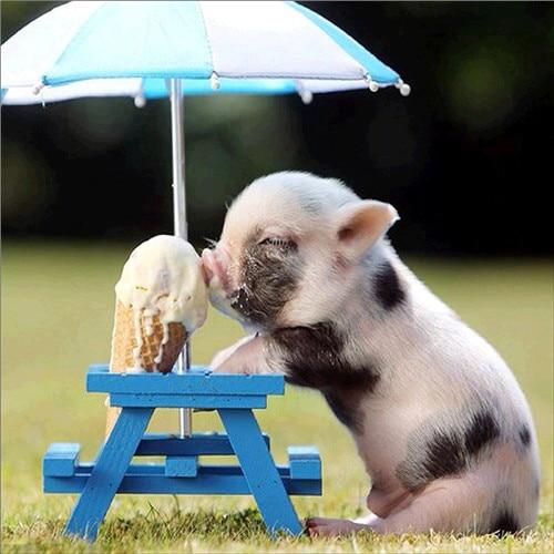 Summer With My Micro Pig