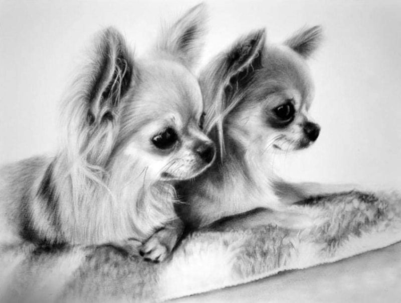 Chihuahua Duo