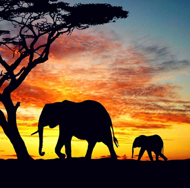 Safari Sunset
