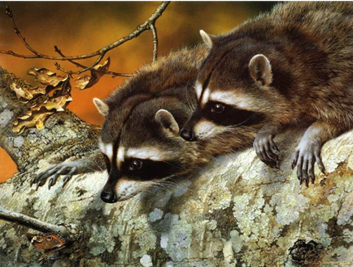 Raccoon Friends