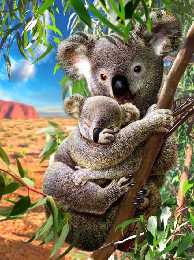 Mother Koala