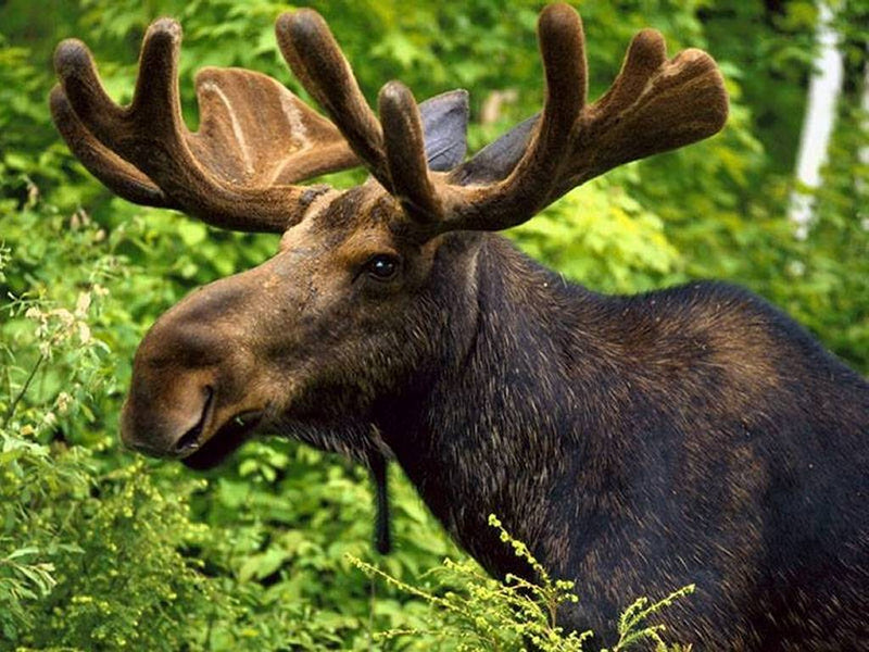 Moose by the Spruce